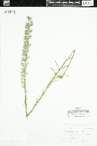 Image of Liatris elegans