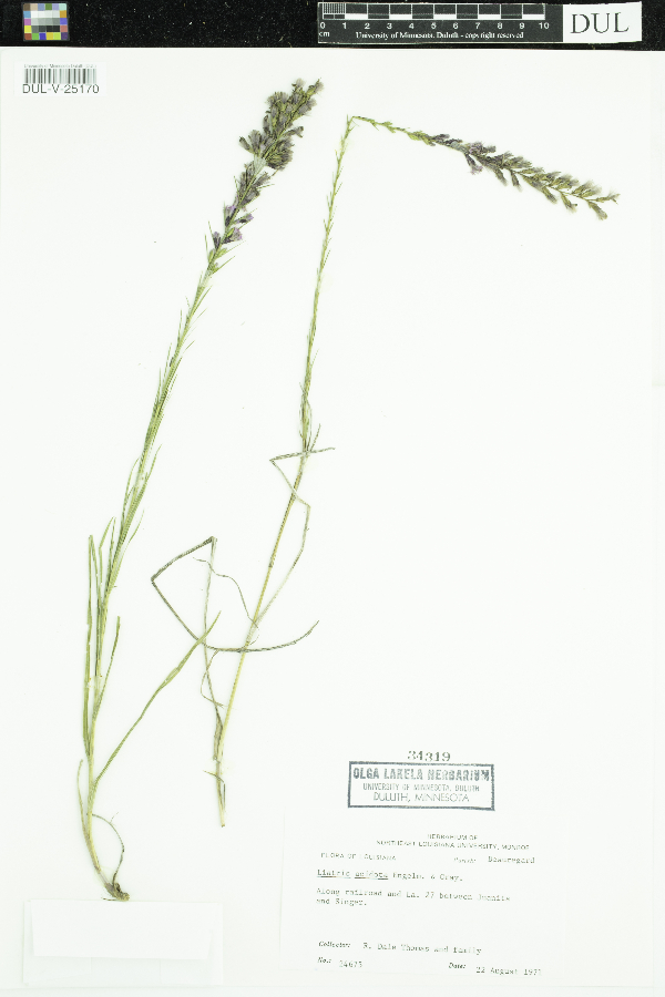 Liatris acidota image