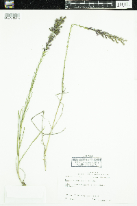 Image of Liatris acidota