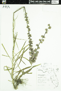 Liatris spicata image