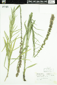 Image of Liatris spicata