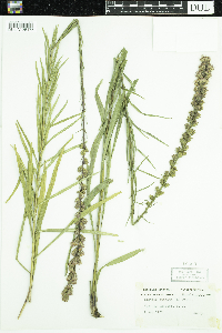 Liatris spicata image