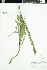 Liatris spicata image