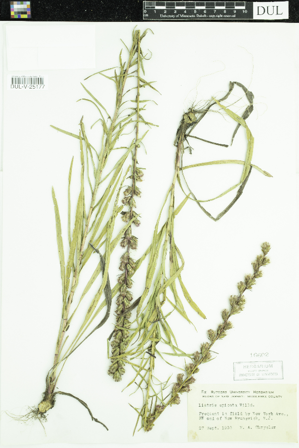 Liatris spicata image