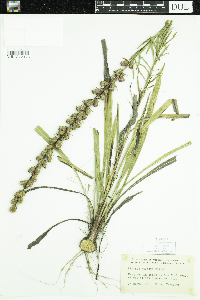 Liatris spicata image