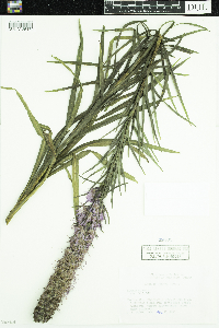 Liatris spicata image