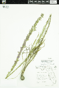 Image of Liatris pauciflora