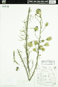 Image of Liatris ohlingerae