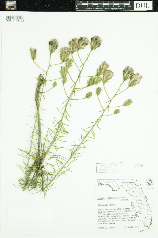 Liatris ohlingerae image