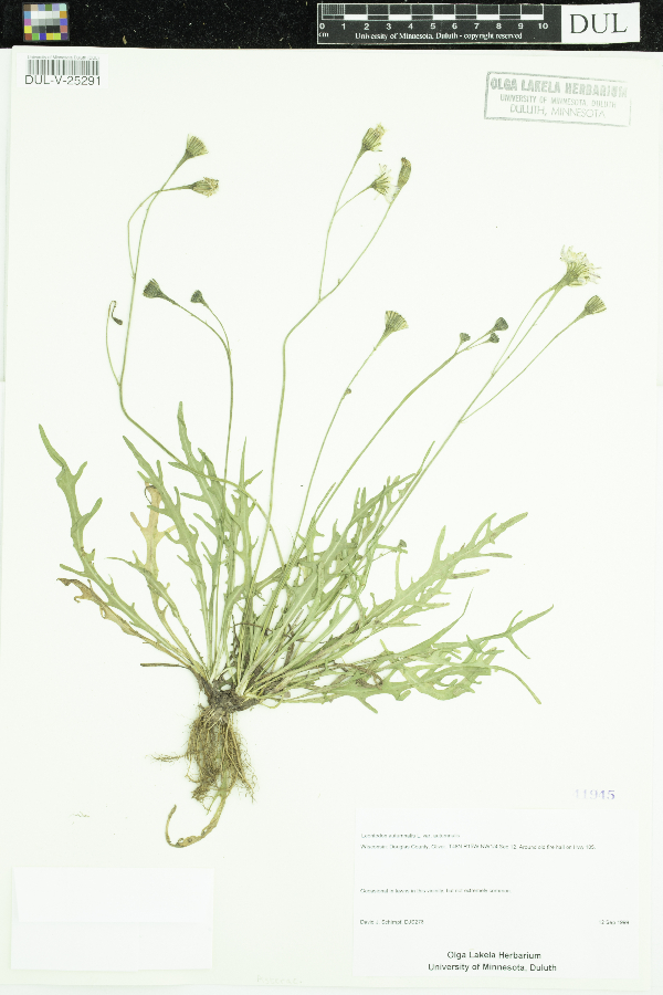 Leontodon autumnalis image