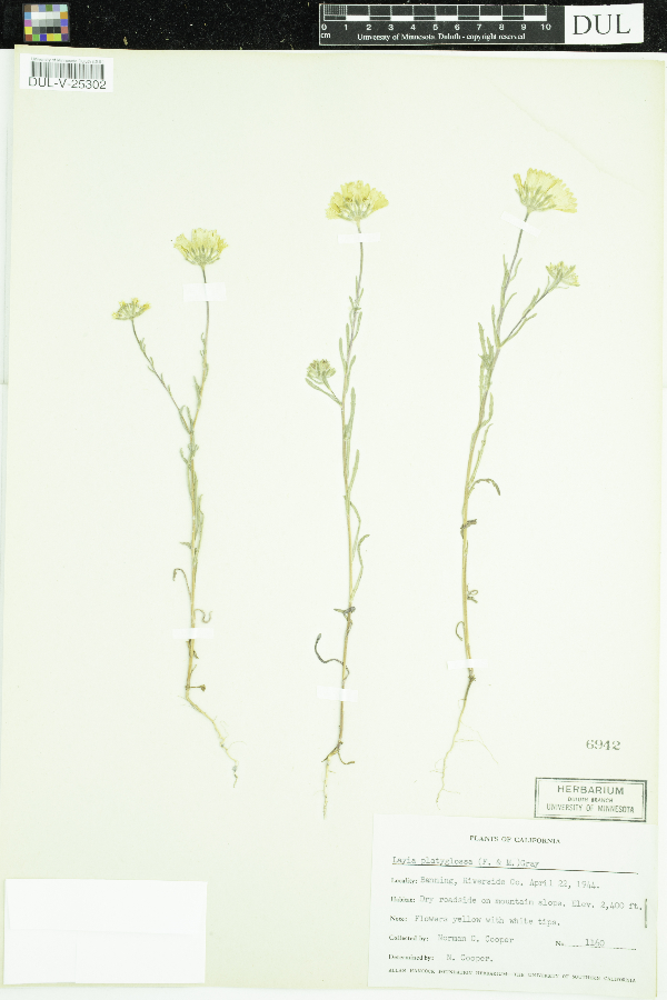 Layia platyglossa image