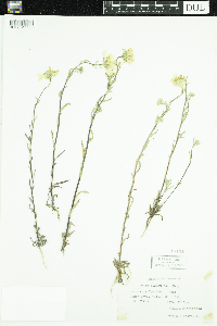 Layia glandulosa image