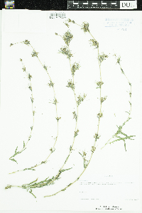 Image of Lactuca saligna