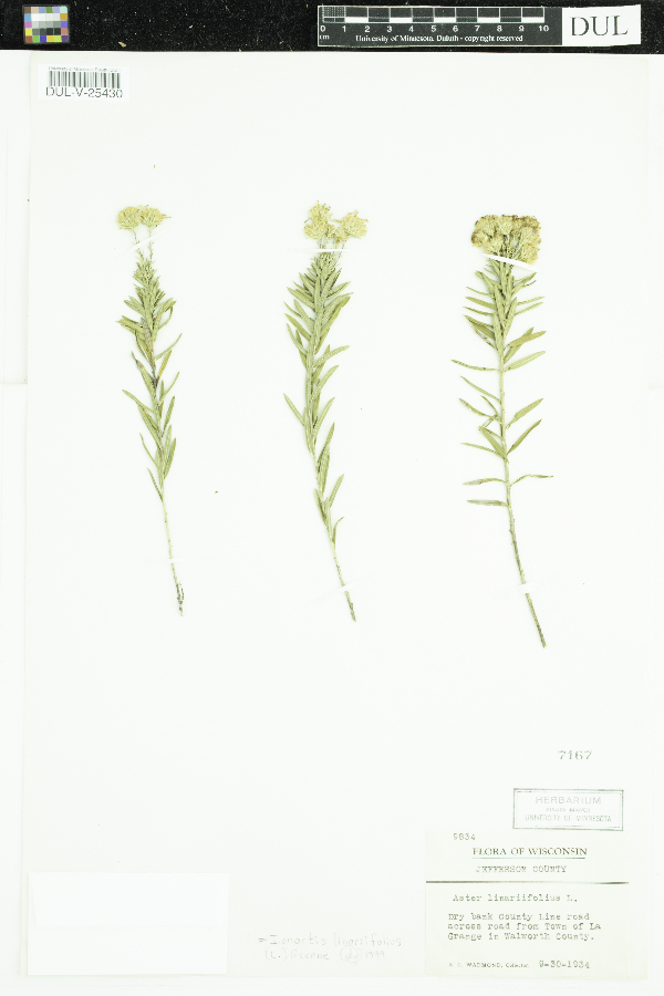 Aster linariifolius image