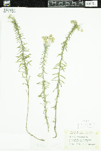 Aster linariifolius image