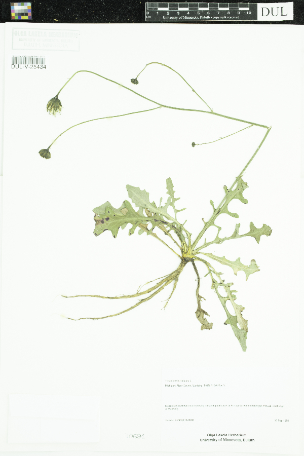 Hypochaeris radicata image