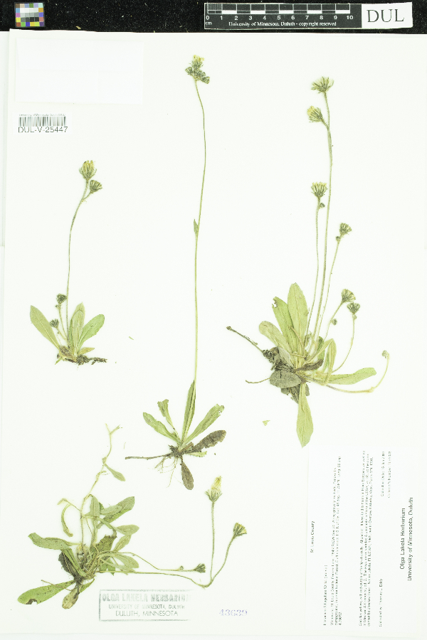 Hieracium flagellare image