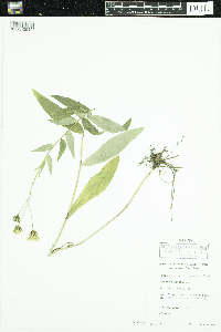 Hieracium umbellatum image