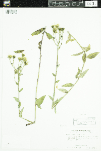 Hieracium umbellatum image