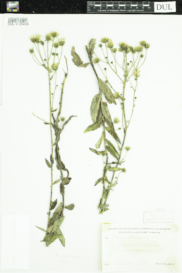 Hieracium image