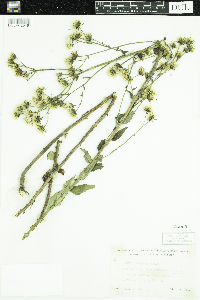 Hieracium umbellatum image