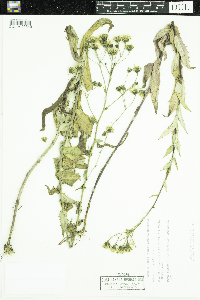 Hieracium umbellatum image