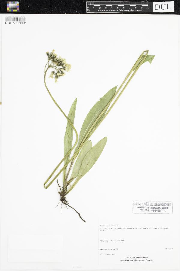 Hieracium piloselloides image