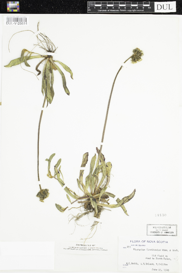 Hieracium floribundum image