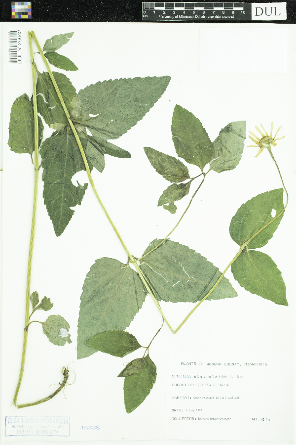 Heliopsis helianthoides image