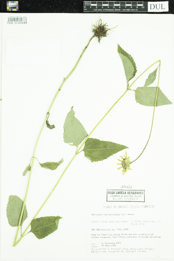 Heliopsis helianthoides image