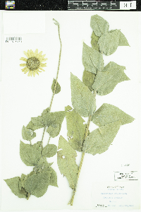 Helianthus mollis image