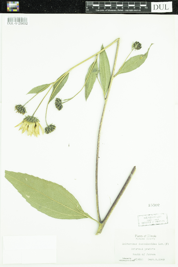 Helianthus doronicoides image