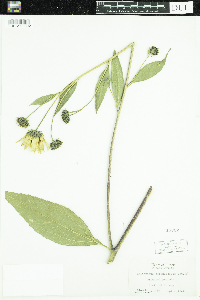 Image of Helianthus doronicoides