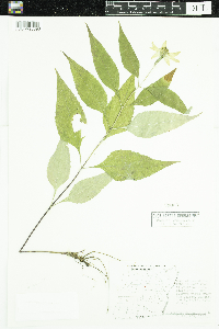 Helianthus decapetalus image