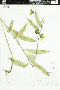 Helianthus x laetiflorus image