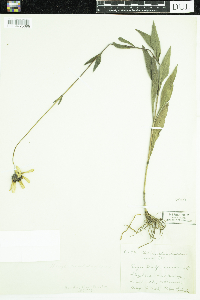 Helianthus x laetiflorus image