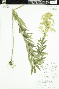 Solidago altissima x canadensis image
