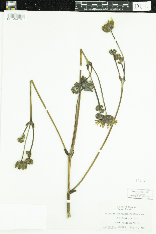 Silphium terebinthinaceum image