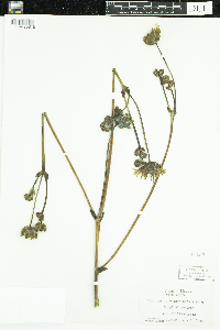 Image of Silphium terebinthinaceum