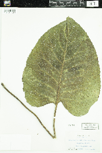 Silphium terebinthinaceum image