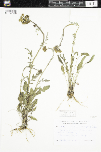 Senecio eremophilus image