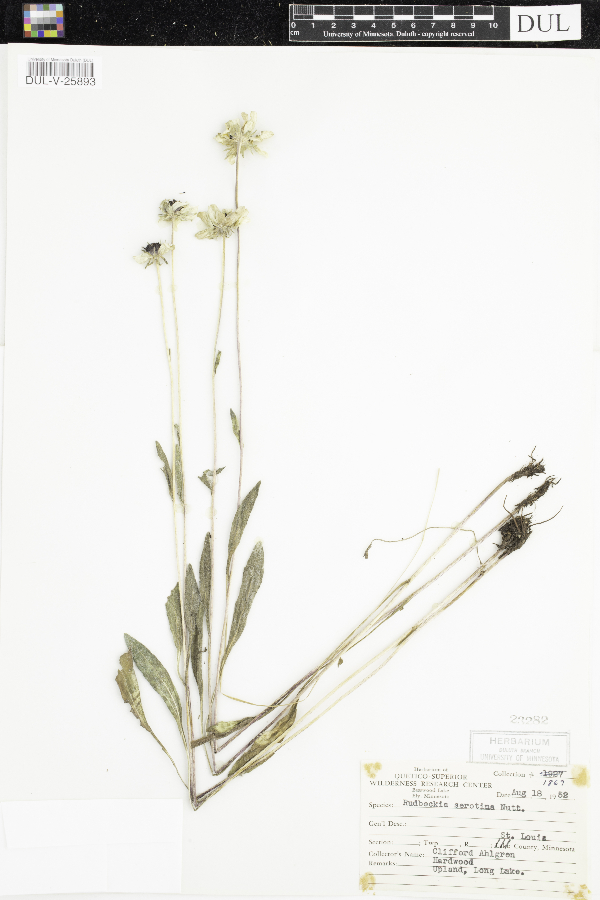 Rudbeckia hirta image