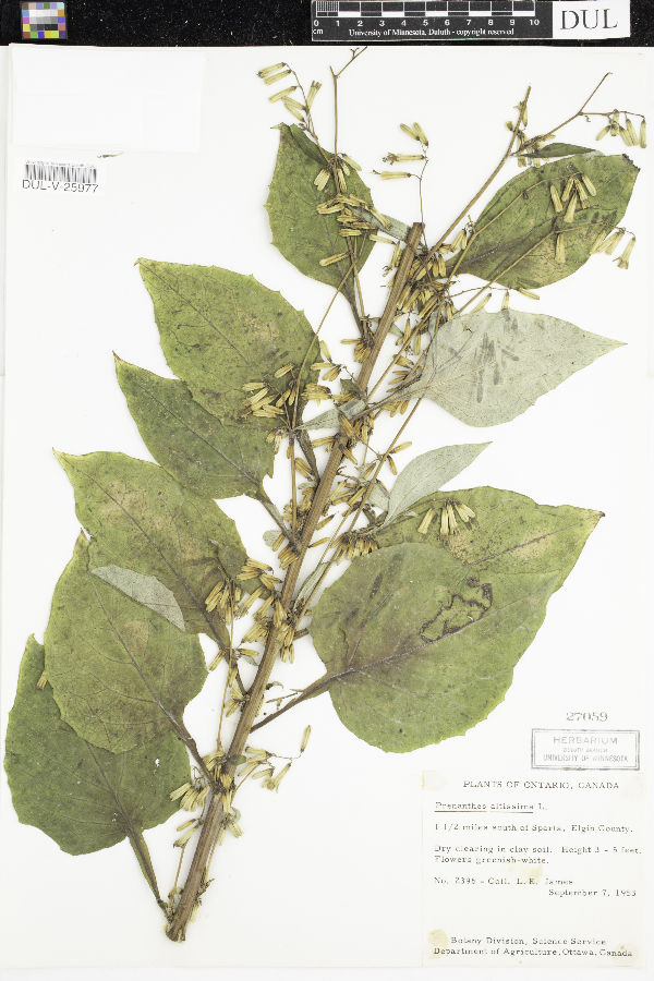 Prenanthes altissima image