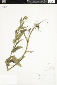 Senecio triangularis image