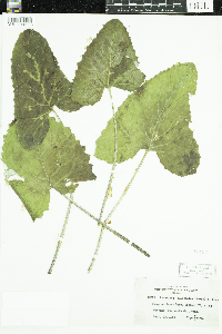 Petasites frigidus var. sagittatus image