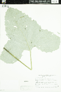 Petasites frigidus image