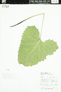 Petasites frigidus var. sagittatus image