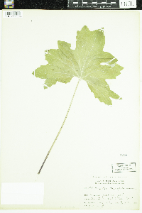 Petasites frigidus var. x vitifolius image