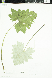 Petasites frigidus var. x vitifolius image