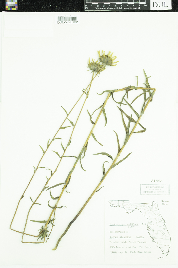 Phoebanthus grandiflorus image